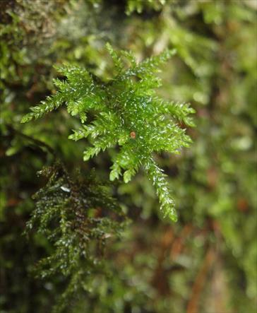 Luutasammal Thamnobryum alopecurum Kimmo Syrjänen.